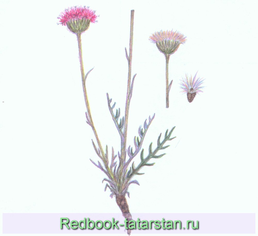 Наголоватка паутинистая