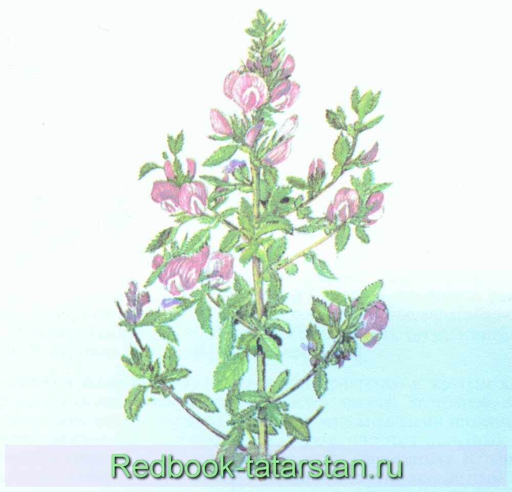 Стальник полевой